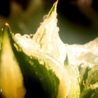 裏般若錦,ハオルチア属,多肉ちゃん,ボタニカルライフ,ベランダーの画像