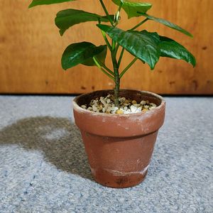 フィカス　ウンベラータ,フィカス　ウンベラータ,観葉植物,ガーデニング,ボタニカルライフの画像