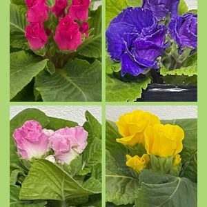 バラ咲きジュリアン,花のある暮らし,新しい仲間,お花大好き♡,お散歩ちゃんキーホルダーの画像