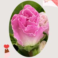 バラ咲きジュリアン,ブラックビオラ,花のある暮らし,新しい仲間,お花大好き♡の画像