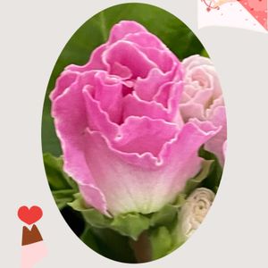 バラ咲きジュリアン,ブラックビオラ,花のある暮らし,新しい仲間,お花大好き♡の画像