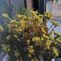 ウインターコスモス,カランコエ,シクラメン,八重咲きストック,花のある暮らしの画像