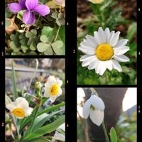 スノードロップ,スミレ,クリサンセマム・ノースポール,日本寒咲水仙,花壇の画像