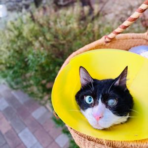 ブルーエルフ,Figaro,多肉植物,ダイソー,ネコ好きの画像