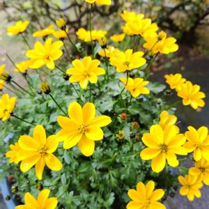 鉢植え,ビデンスキャンプファイヤーの画像