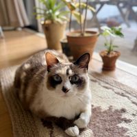 シンゴニウム,フィカス・ティネケ,台湾パイナップル,パーパソルム ホワイトフォーム,mirの画像