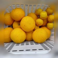 今日のお花,畑,庭の画像