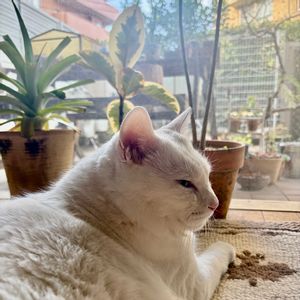 フィカス・ティネケ,台湾パイナップル,サンガ,Paz,多肉植物の画像