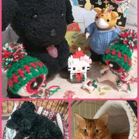 アリッサム,ガーデンシクラメン,葉牡丹,寄せ植え,ブースカの画像