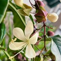 白が好き,#ガーデニング,エクステリアの画像