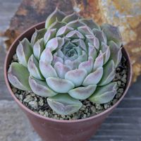 多肉植物,エケベリア属,ガーデニング,多肉植物 エケベリア,成長記録の画像