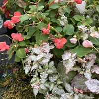 インパチェンス,ジュズサンゴ絣,いいねをありがとうございます¨̮♡︎,庭の画像