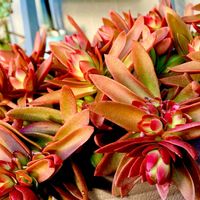 火祭り,多肉植物,紅葉する多肉,ベランダの画像