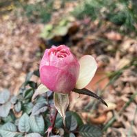 ストック,金魚草,今日の一枚の画像