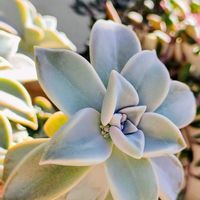 朧月, ブロンズ姫,朧月(おぼろづき),ブロンズ姫,花芽の画像