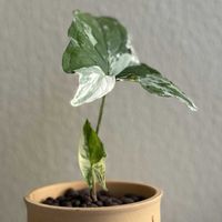 サトイモ科,シンゴニウム・フレンチマーブル,観葉植物,ハイドロカルチャー,育成記録の画像