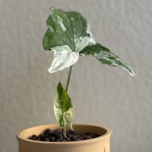 サトイモ科,シンゴニウム・フレンチマーブル,観葉植物,ハイドロカルチャー,育成記録の画像