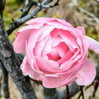 バラ,バラ,ピンクの花,ご近所散歩,月曜日にはバラをの画像