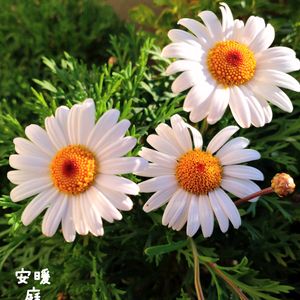 マーガレット,ストック キスミー,種まき,花のある暮らし,冬の庭の画像