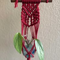 サトイモ科,エピプレナム　ピナツム　セブブルー,観葉植物,マクラメハンガー,育成記録の画像