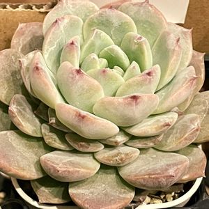 ストロベリースムージー,多肉植物,エケベリア属,多肉大好き,多肉中毒の画像