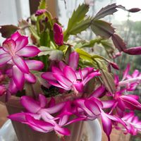 シャコバサボテン,クリスマスカクタス（シャコバサボテン）,クリスマス,鉢植え,ガーデニングの画像