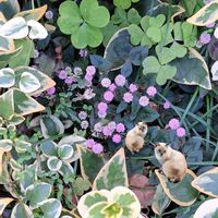 ヒメツルソバ,にゃんにゃん祭り,ちっちゃいさん,ゆっくり独り言の画像