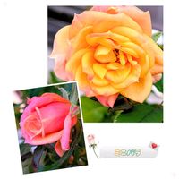 サルビア,ミニバラ,ミニ薔薇♡,ピンクサルビア,ガーデニングの画像