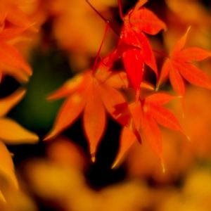 小さな庭,広い庭,お出かけ先,庭,その他エクステリアの画像