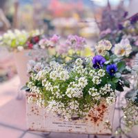 アリッサム,アリッサム,ネメシア,ネメシア,パンジーの画像