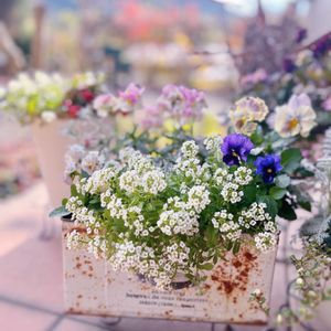 アリッサム,アリッサム,ネメシア,ネメシア,パンジーの画像