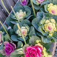 キンギョソウ,ハボタン,ハボタン,葉牡丹,カンパニュラ（風鈴草）の画像