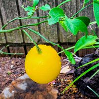 レモン,果実,季節の花,花のある暮らし,緑のある暮らしの画像