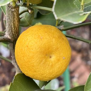 柚子,ユズ,癒し,花のある暮らし,植物のある暮らしの画像