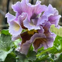 A-story 『花守の詩』,ガーデニング,花が好き,青い花マニア,パンビオの画像