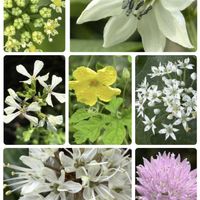 アサツキ,ゴーヤ,ルッコラ,ピーマン,パセリの画像