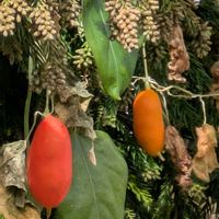 カラスウリ,カラスウリ,カラスウリの種,カラスウリの実✨,カラスウリの実✨の画像