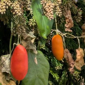 カラスウリ,カラスウリ,カラスウリの種,カラスウリの実✨,カラスウリの実✨の画像