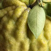 柚子,獅子柚子,花壇,ガーデニング,ミカン科の画像