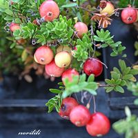 クランベリー,マクロレンズ,お出かけ先にて,ミラーレス一眼,大阪ステーションシティの画像