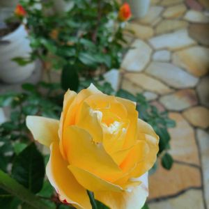 バラ,秋バラ,映画,冬の庭,ゴジラの画像