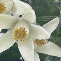 柚子,花壇,ガーデニング,ミカン科,果樹の画像