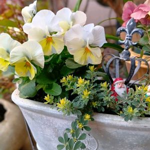 花のある暮らし,平和を願う,パンビオ,しぞーか勢,おうち園芸の画像