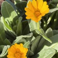 カレンジュラ 冬知らず,リュウノヒゲ,季節を楽しむ,一陽来復,ビタミンカラ一の画像