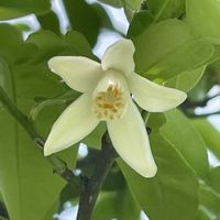 柚子,花壇,ガーデニング,ミカン科,果樹の画像