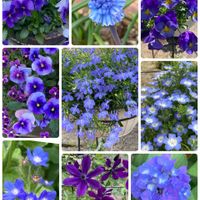 花のある暮らし,青い花マニア,おうち園芸,チーム・ブルー,チーム・ブルーＮo.146の画像