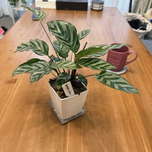 カラテア,カラテア フレディ,観葉植物,ダイソー,グリーンのある暮らしの画像