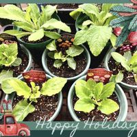 ガーデニング,ビオラ・パンジー,花が好き,私の癒し♡,花と緑のある暮らしの画像