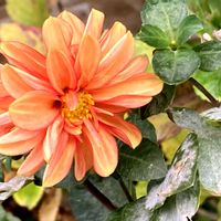 ダリア,観葉植物,癒し,グリーンのある暮らし,GSのみなさんに感謝♡の画像