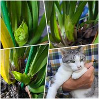 フウセンカズラ,シンピジュウム,シンピジュウム,シンピジュウム花芽,花芽の画像